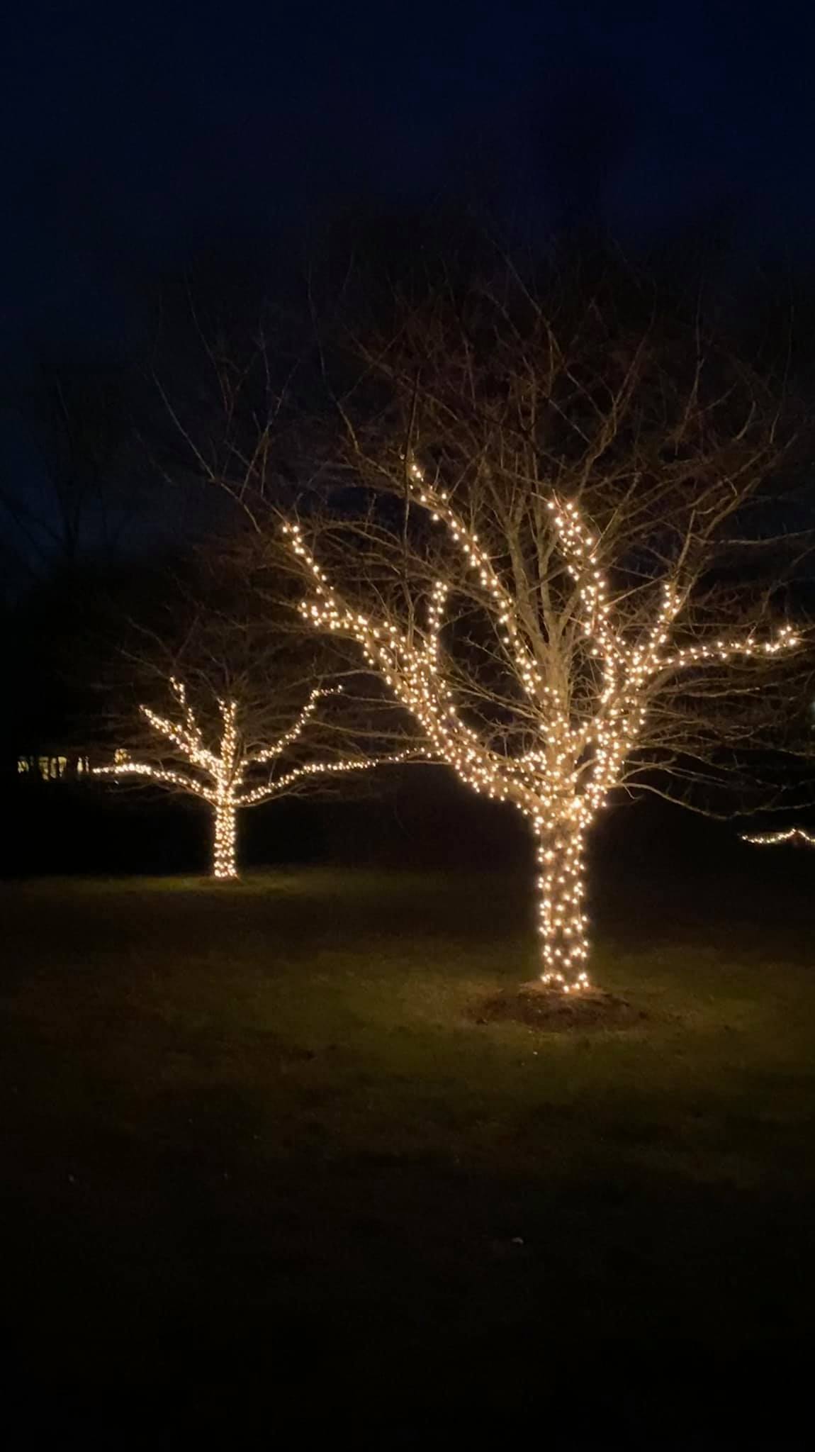 Tree Christmas Lights Installation