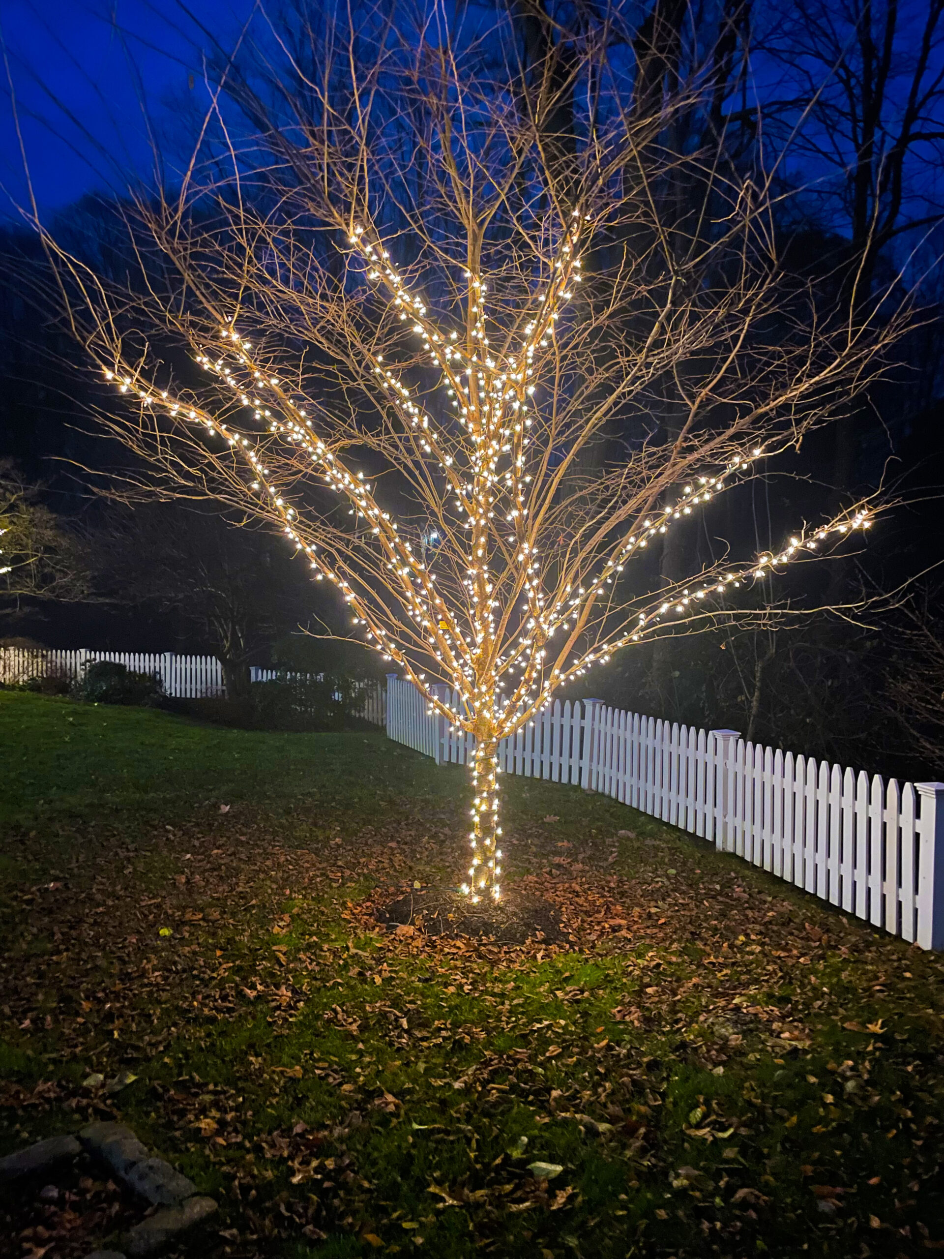 Tree Lights Installation